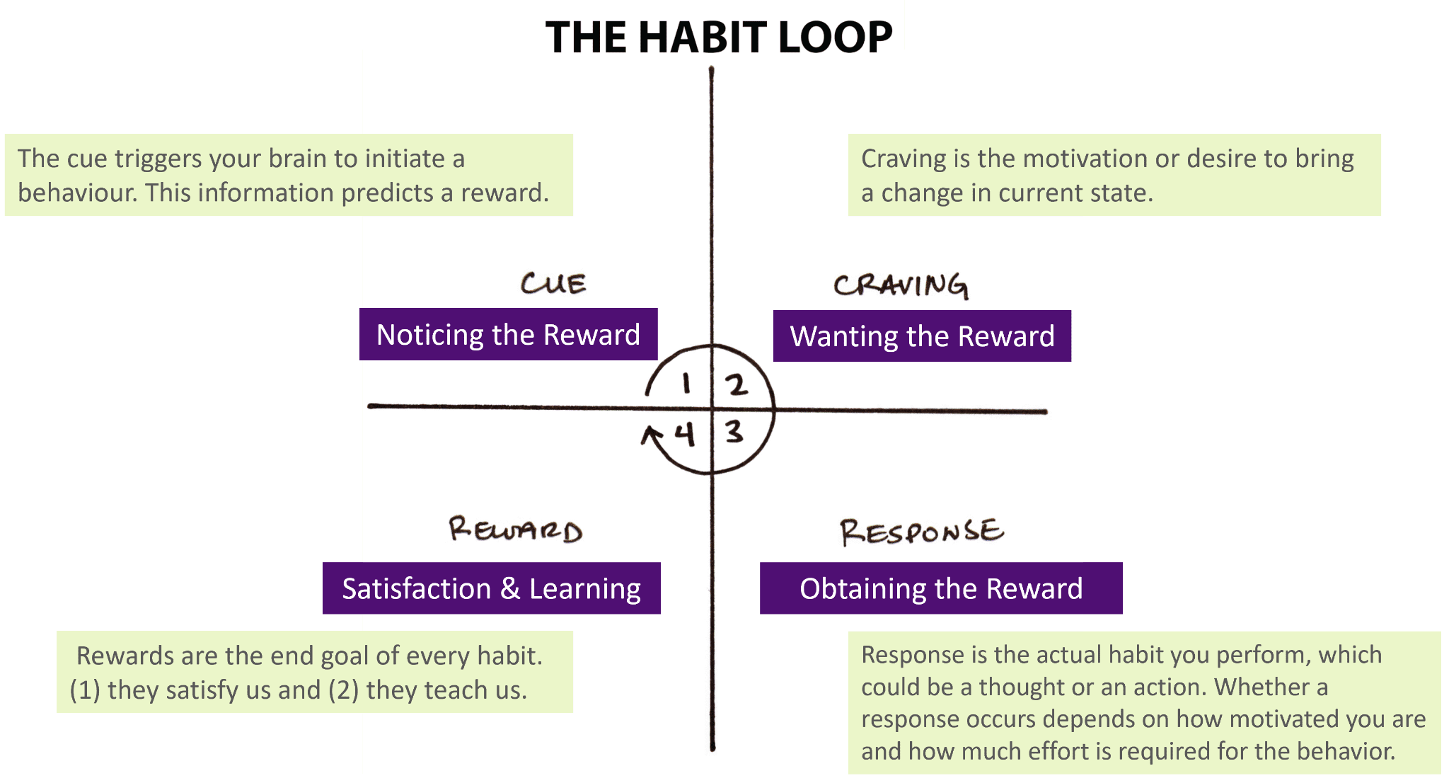 The habit loop showing four main laws of the cue, craving, response and reward in the process