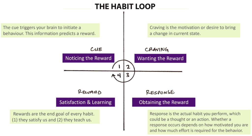 The habit loop showing four main laws of the cue, craving, response and reward in the process