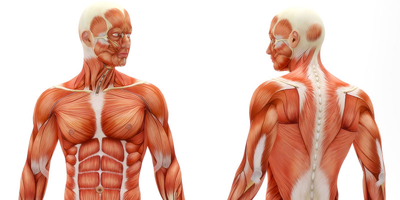 Illustration of a front and back view of the human body with muscles and veins